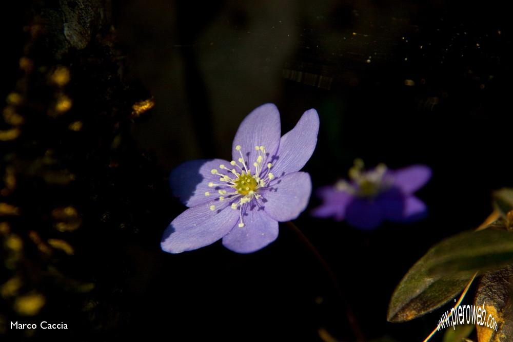 16_hepatica nobilis (erba trinità).jpg